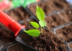 茄子短视频茄子网站养分快速测定仪指导合理施肥